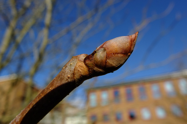 January close-up photo