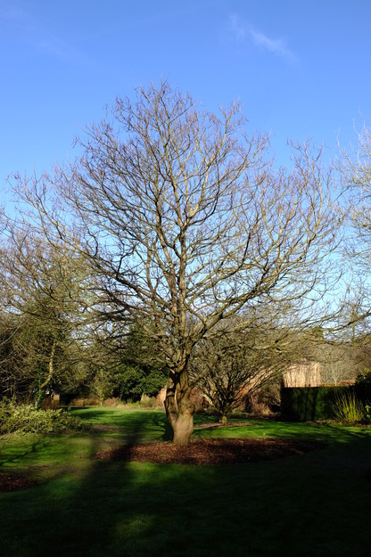January tree photo
