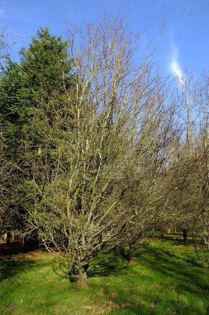 January tree photo