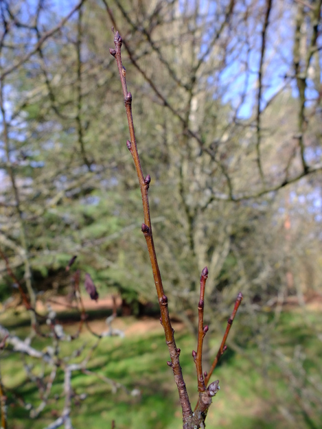 January close-up photo