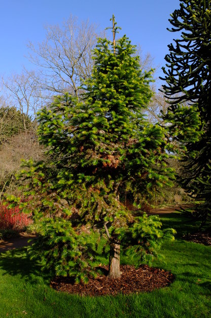January tree photo
