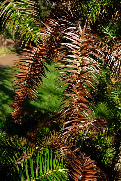 January close-up photo