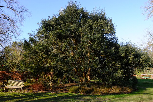 Harris Garden tree photo