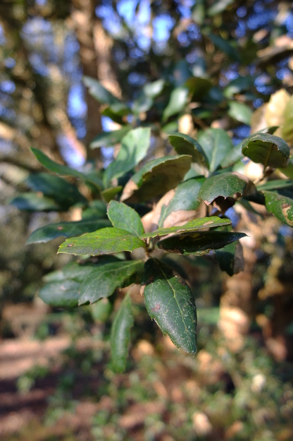 February close-up photo