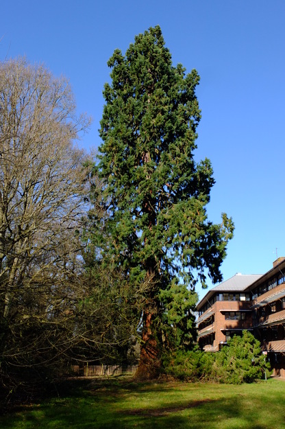 Agromet South tree photo