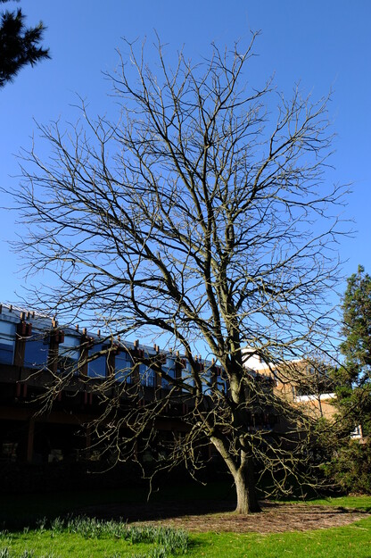 February tree photo