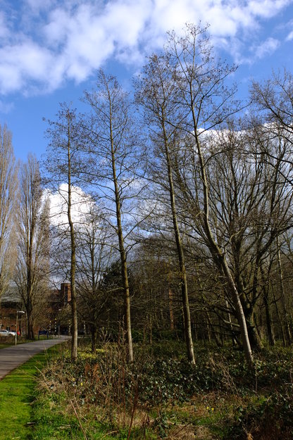 March tree photo