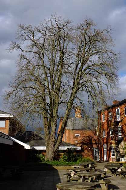 March tree photo