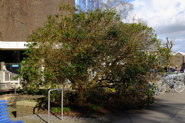 Palmer Quad tree photo