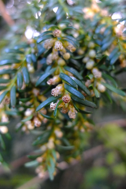 March close-up photo