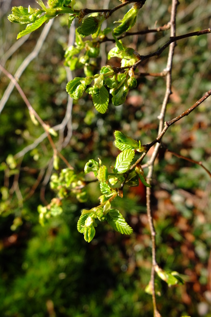 March close-up photo