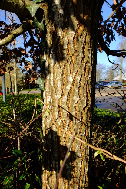 March close-up photo