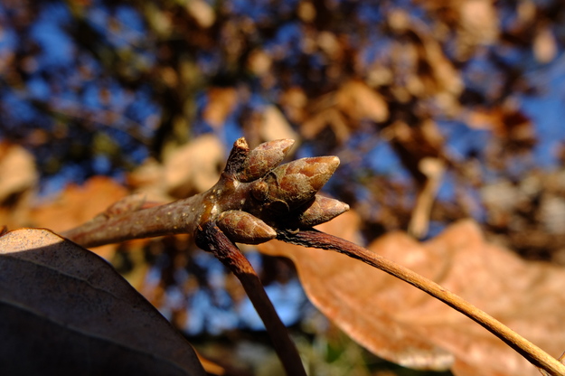 March close-up photo