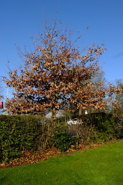 March tree photo