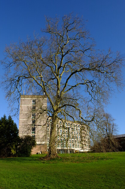 March tree photo