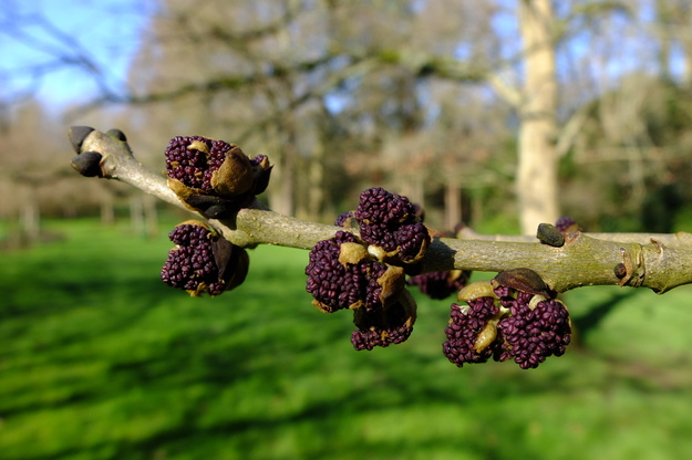 March close-up photo