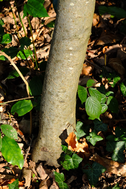March close-up photo