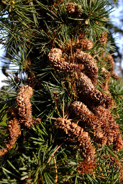 March close-up photo