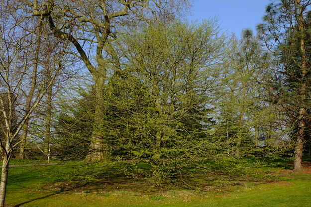 March tree photo