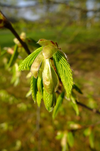 March close-up photo