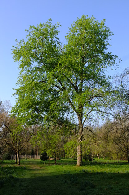 March tree photo