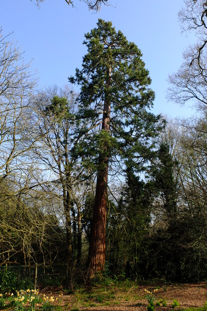 Harris Garden tree photo