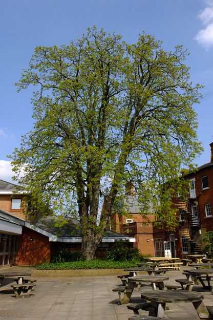 March tree photo