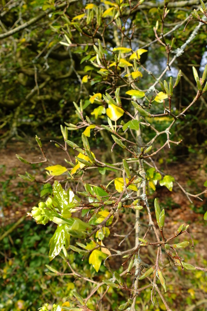 March close-up photo