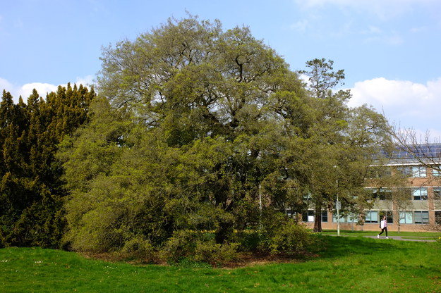 March tree photo