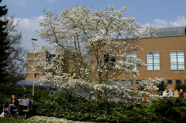 March tree photo