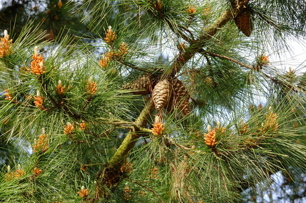 March close-up photo