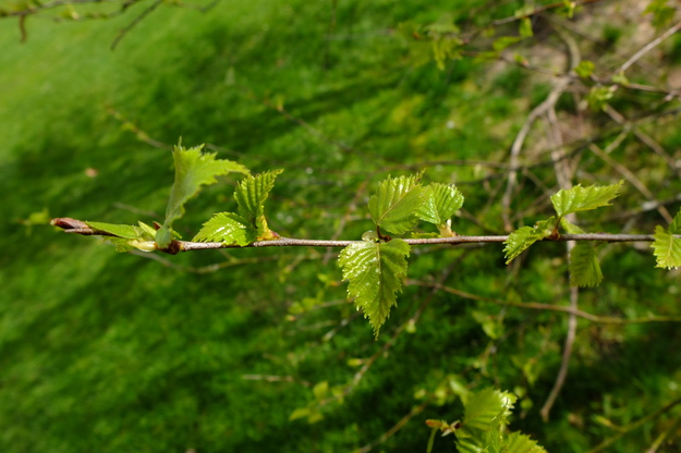 March close-up photo