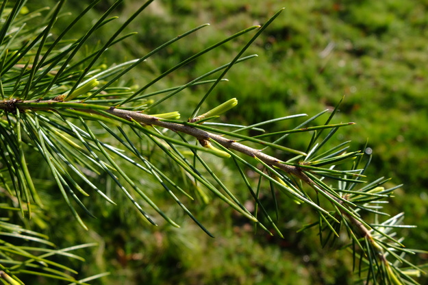 April close-up photo