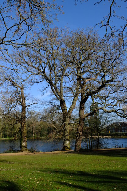 April tree photo