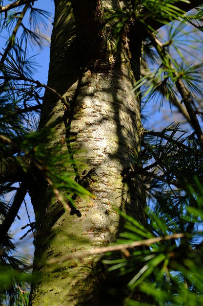April close-up photo