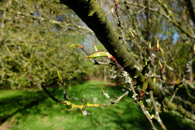 April close-up photo
