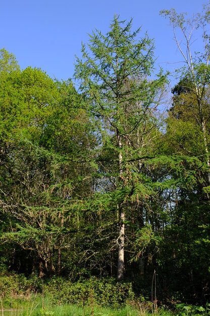 April tree photo