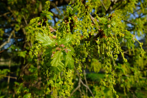 April close-up photo
