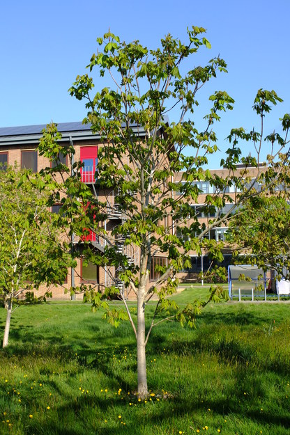 April tree photo