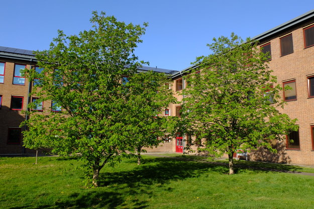 April tree photo