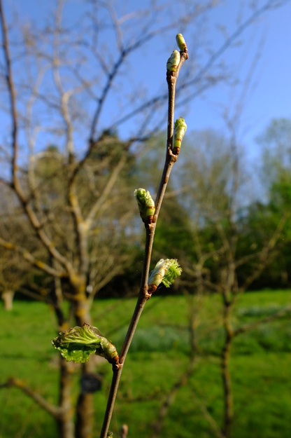 April close-up photo