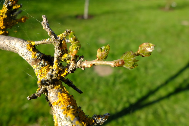 April close-up photo