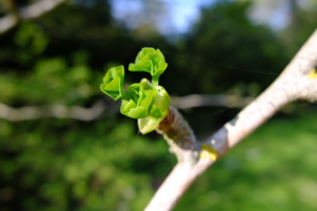 April close-up photo