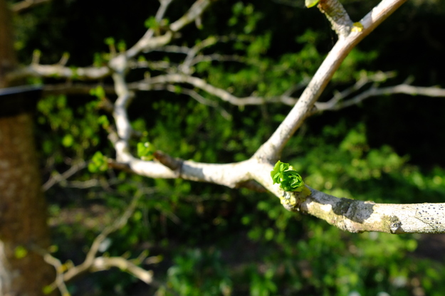 April close-up photo