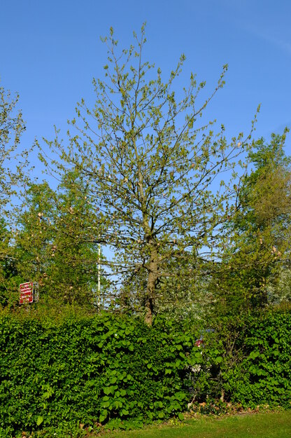 April tree photo