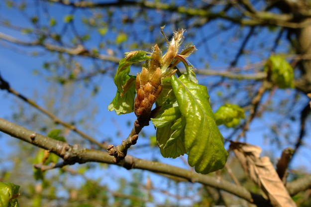 April close-up photo