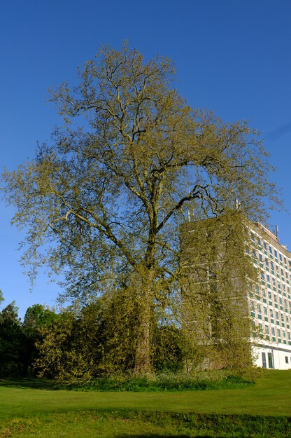 April tree photo