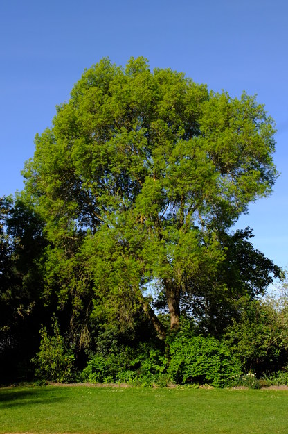 April tree photo