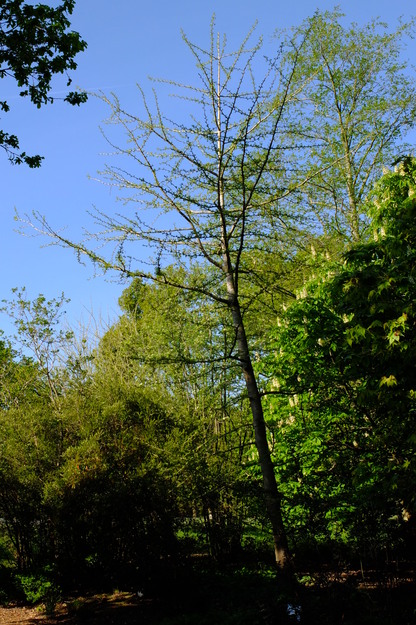April tree photo