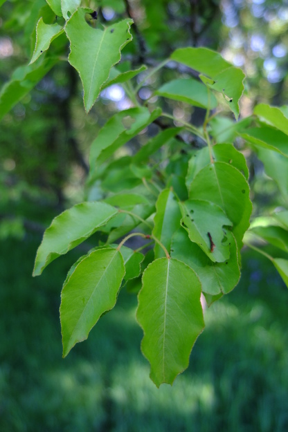 April close-up photo